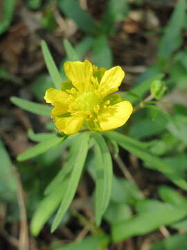 Image of Goldilocks Buttercup