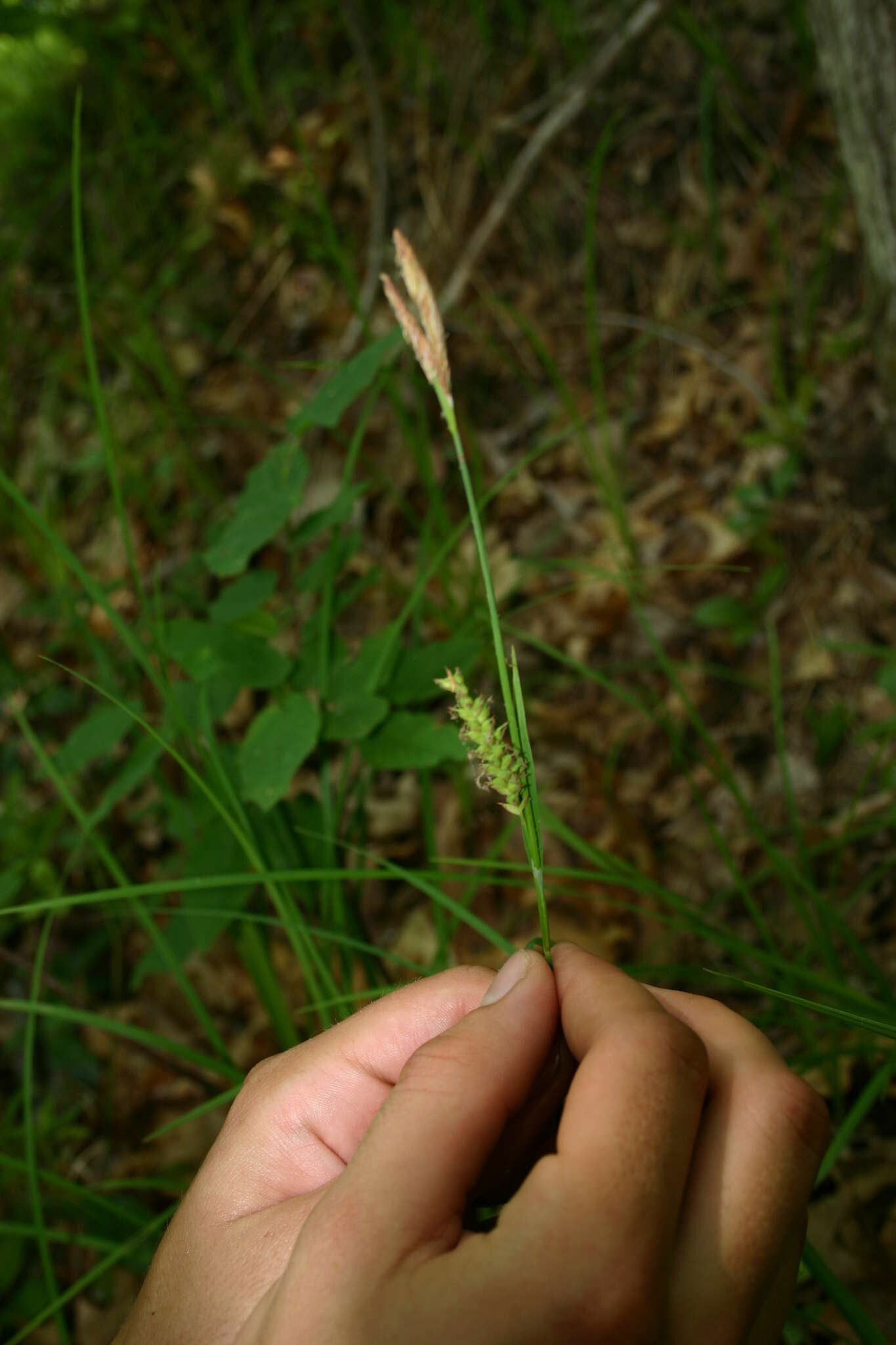 Image of variable sedge