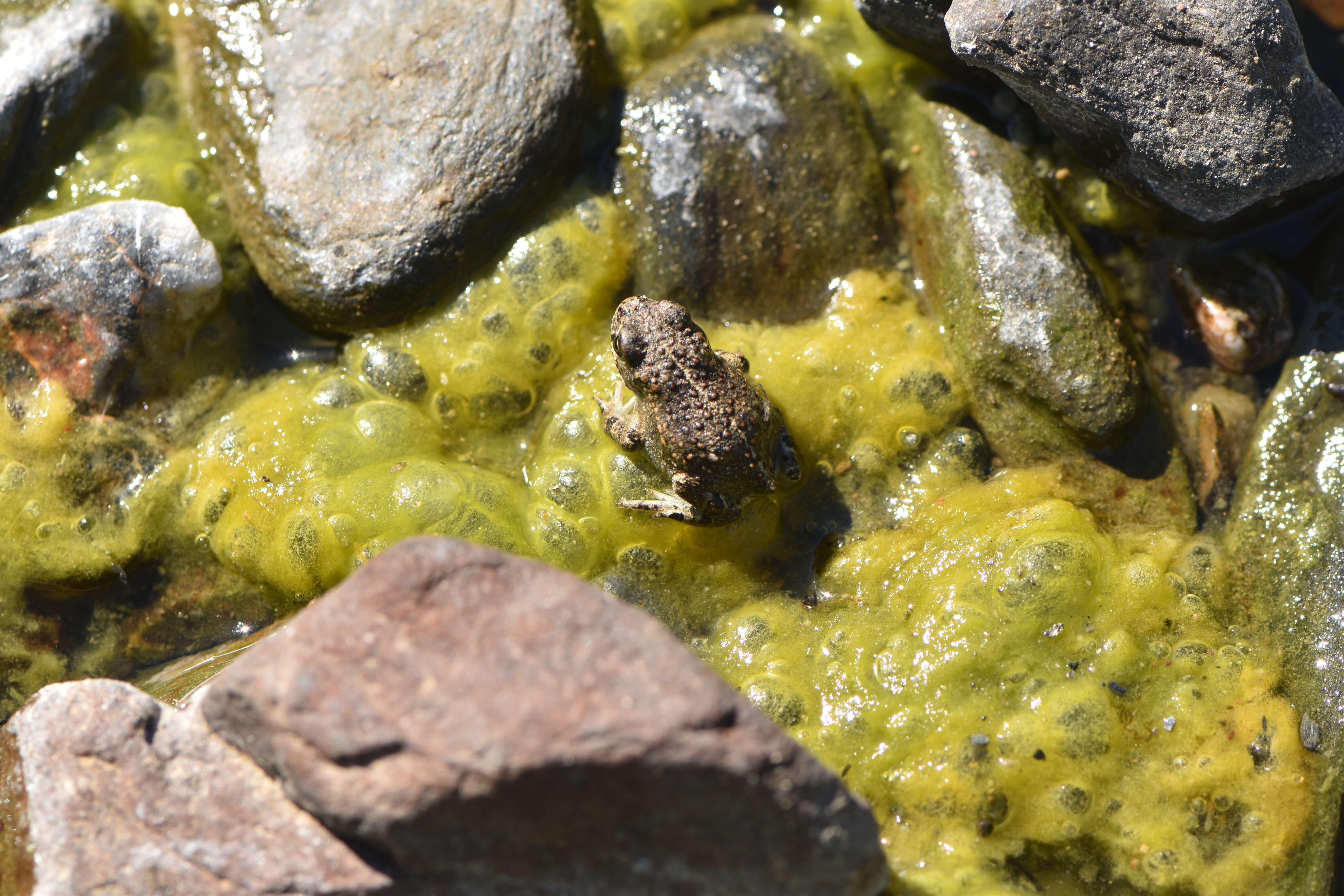 Image of Natterjack toad