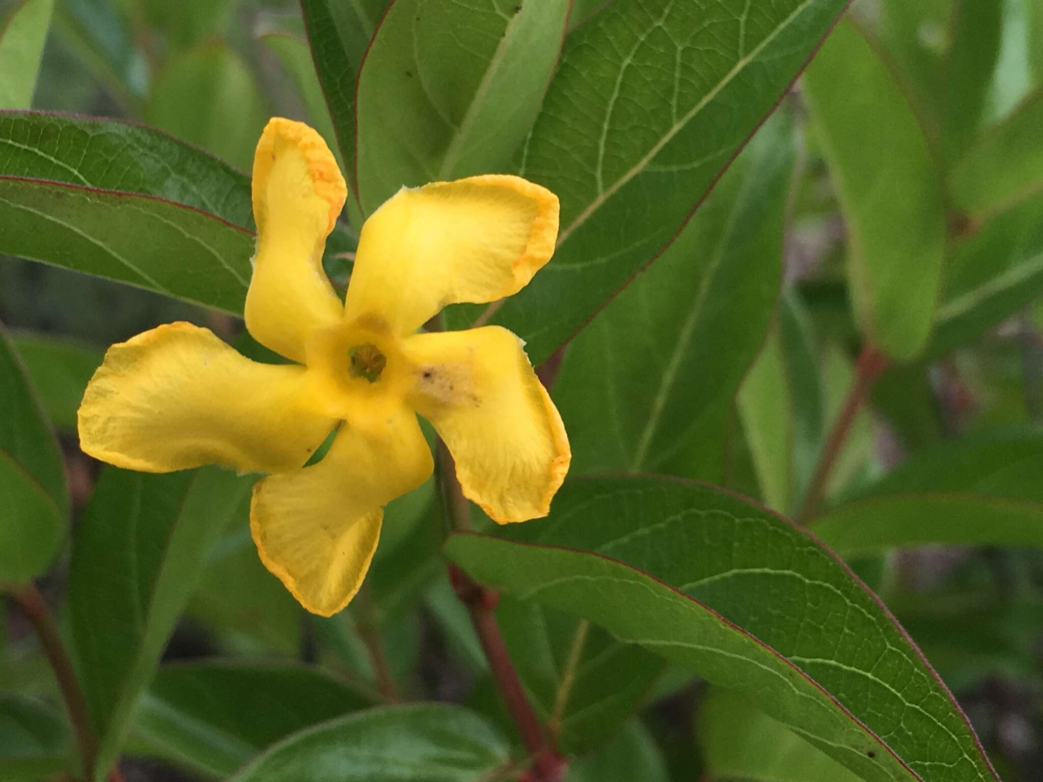 Image of Mandevilla mexicana (Müll. Arg.) R. E. Woodson