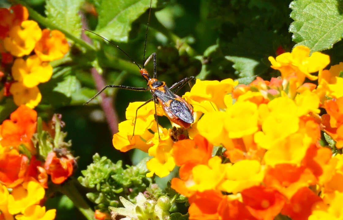 Image of Milkweed Assassin Bug