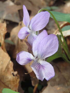 Image of common dog-violet