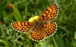 Imagem de Melitaea celadussa Fruhstorfer 1910