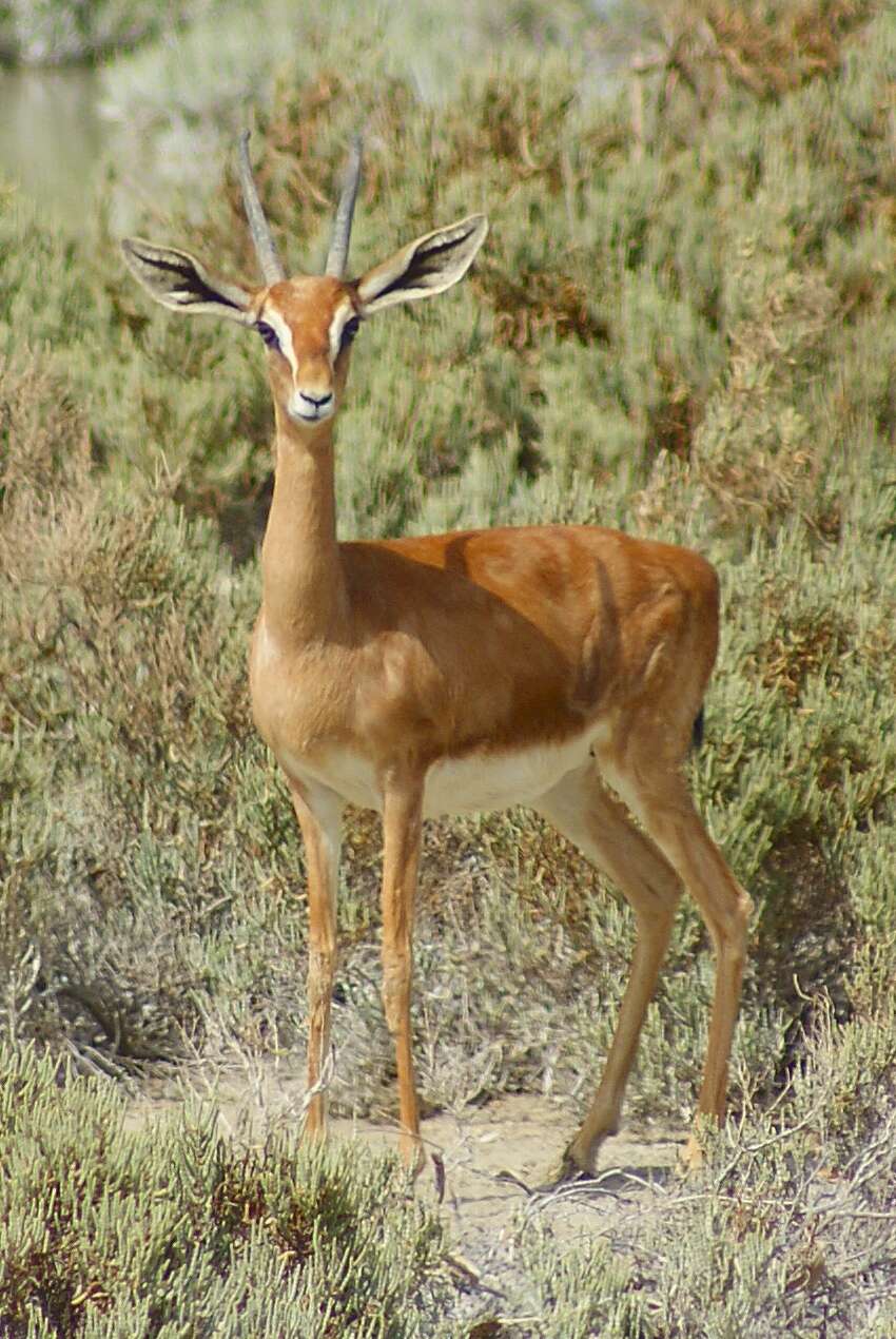 Image of Mountain Gazelle