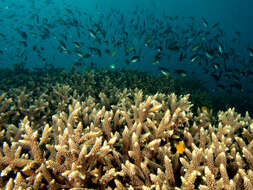 Imagem de Acropora grandis (Brook 1892)