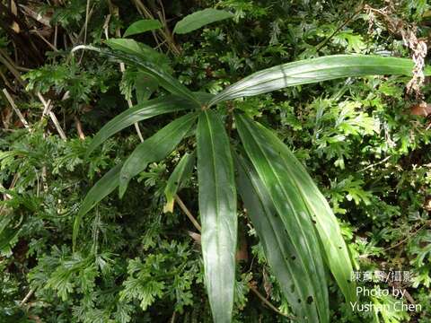 Imagem de Ardisia crispa (Thunb.) A. DC.