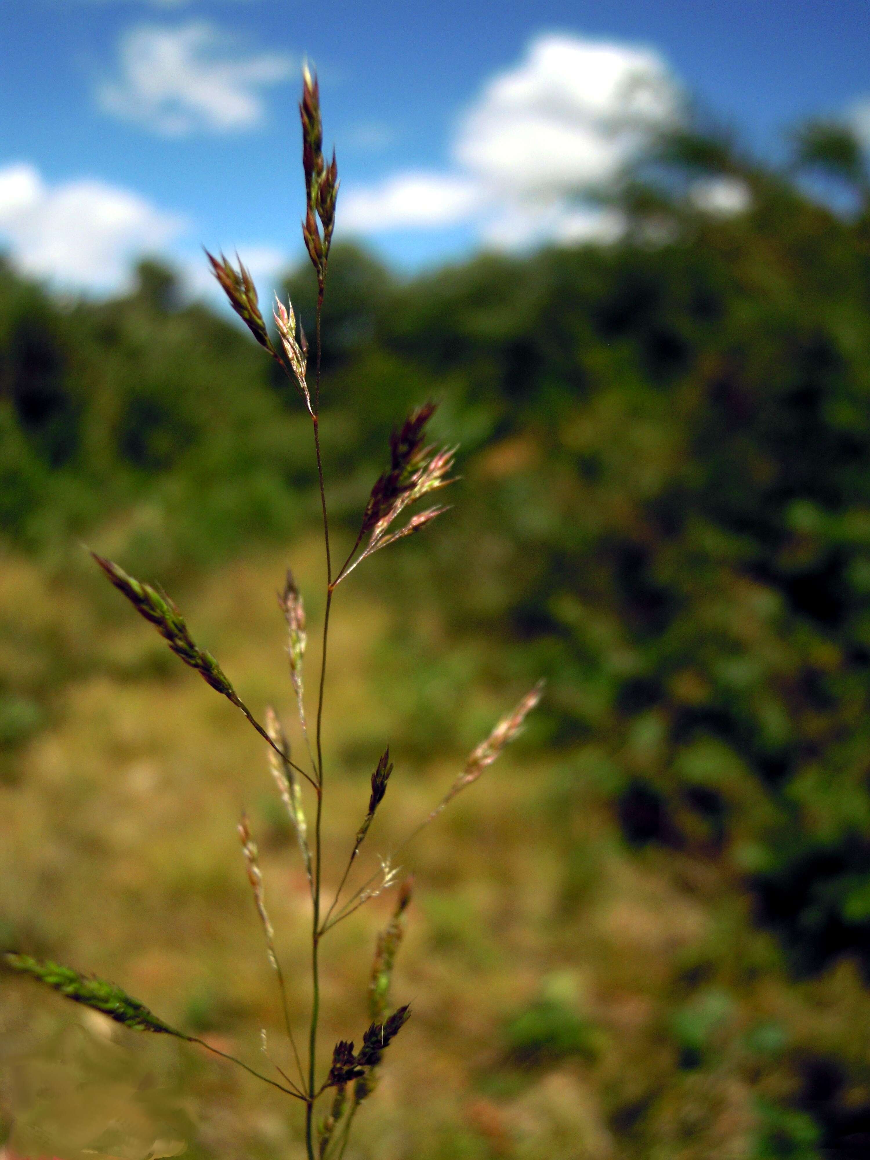 Image of brown bent