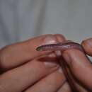 Image of Munoa Worm Lizard