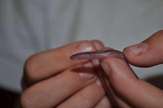 Image of Munoa Worm Lizard