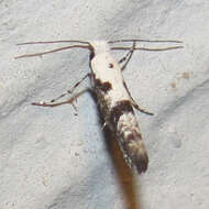 Image of Argyresthia austerella Zeller 1873