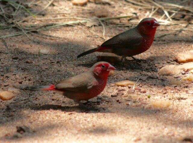 Image of Bar-breasted Firefinch