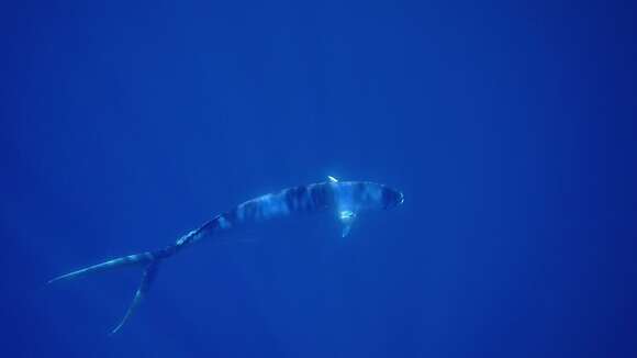 Image of Mahi Mahi