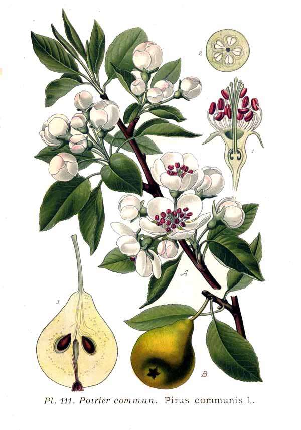 Image of European Pear