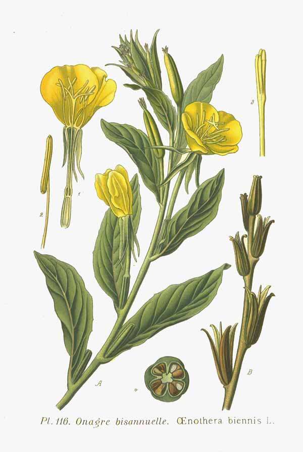 Imagem de Oenothera biennis L.