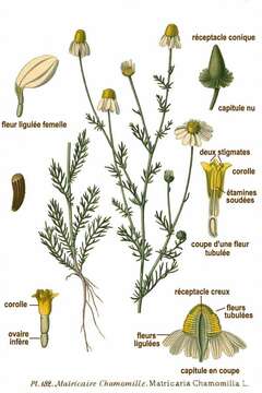 Image of False chamomile