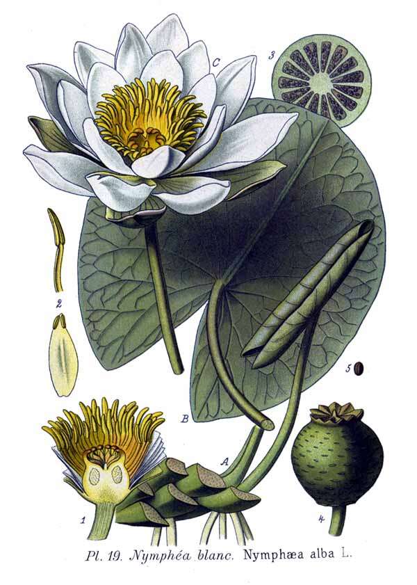 Image of European white waterlily