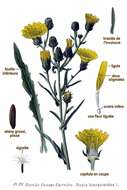 Image of hawkweed oxtongue