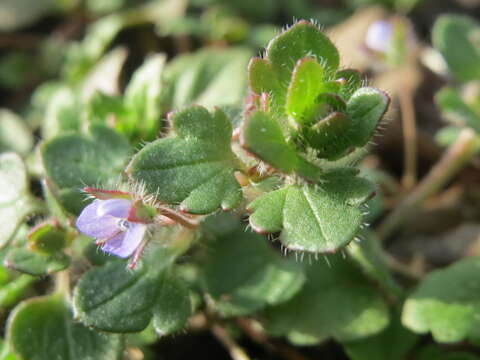 Image of ivy-leaved speedwell