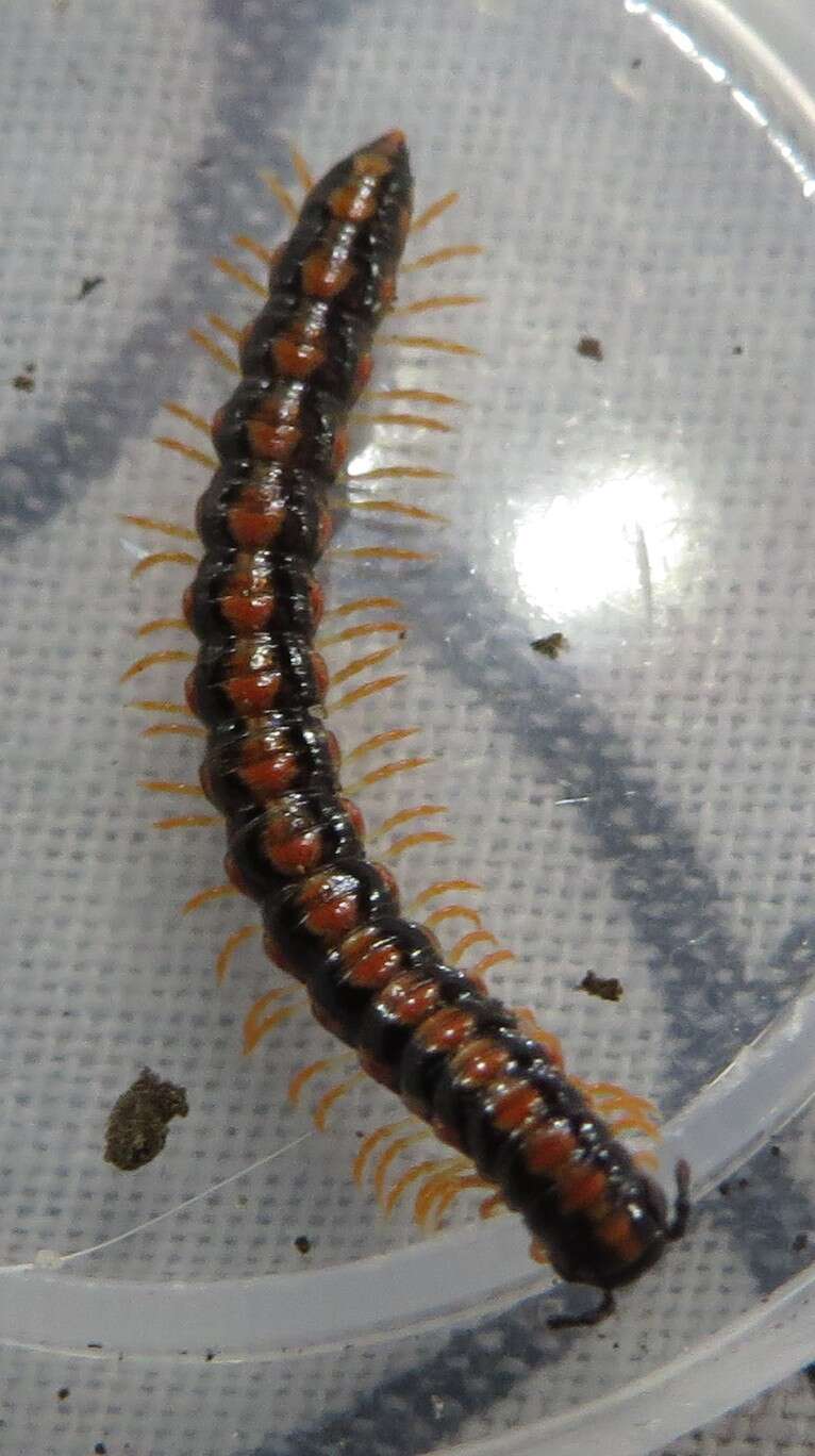 Image of Millipede