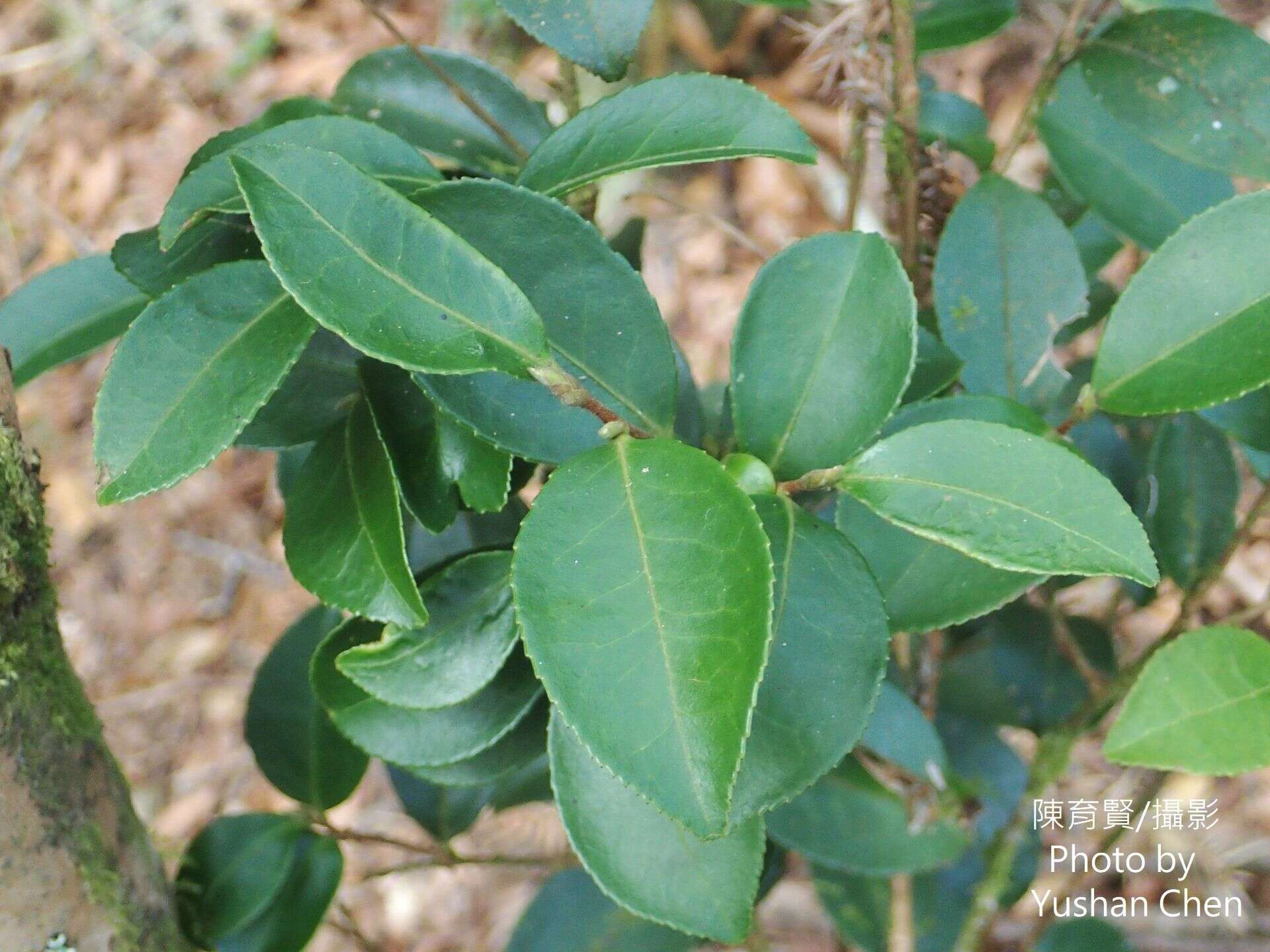 Image of Camellia brevistyla (Hayata) Cohen-Stuart