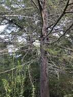 صورة Cupressus goveniana var. abramsiana (C. B. Wolf) Little