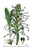 Image of Lizard orchid