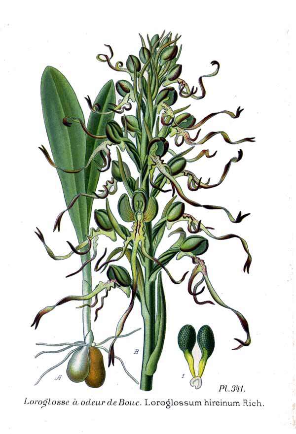 Image of Lizard orchid