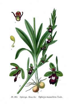 Слика од Ophrys insectifera L.