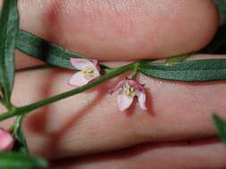 Image de Cyanothamnus polygalifolius