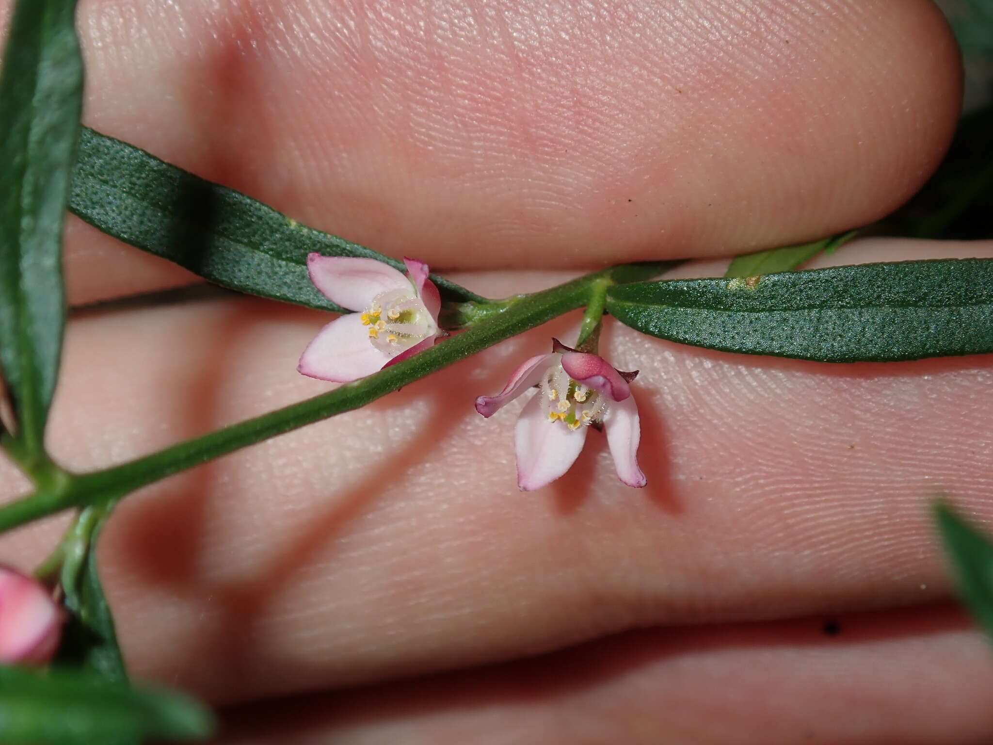 Image de Cyanothamnus polygalifolius