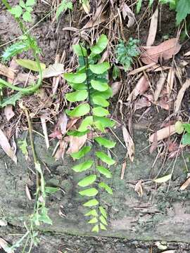 Image of Adiantum philippense L.