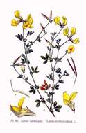 Image of Common Bird's-foot-trefoil