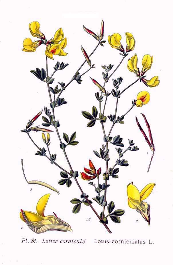 Image of Common Bird's-foot-trefoil