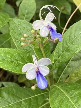 Слика од Rotheca myricoides (Hochst.) Steane & Mabb.