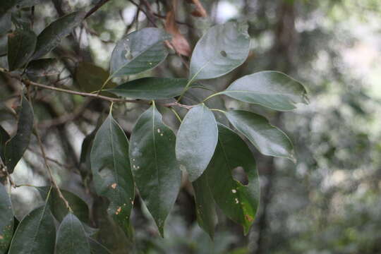 Image of Lithocarpus litseifolius (Hance) Chun