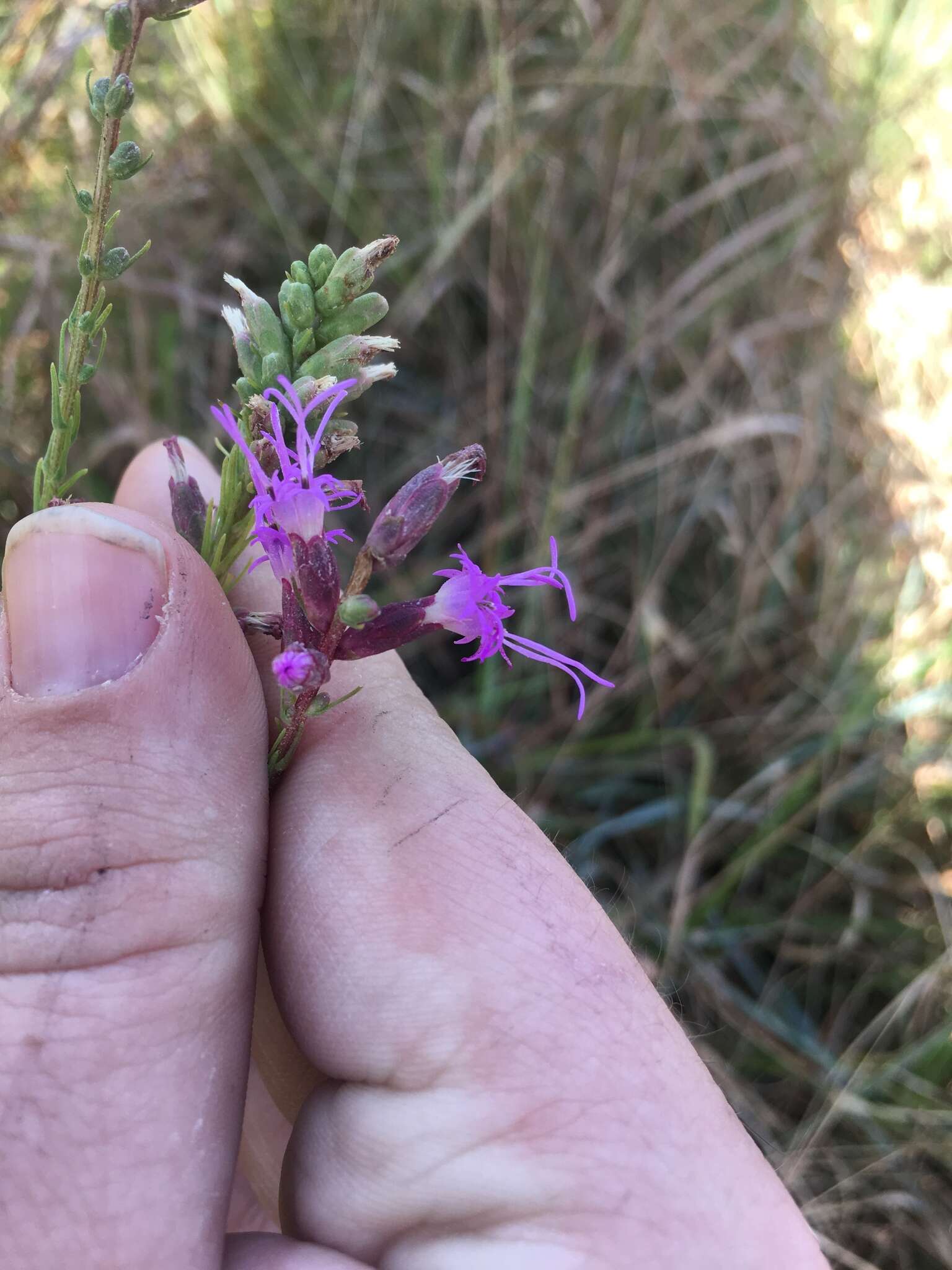 Image of grassleaf gayfeather