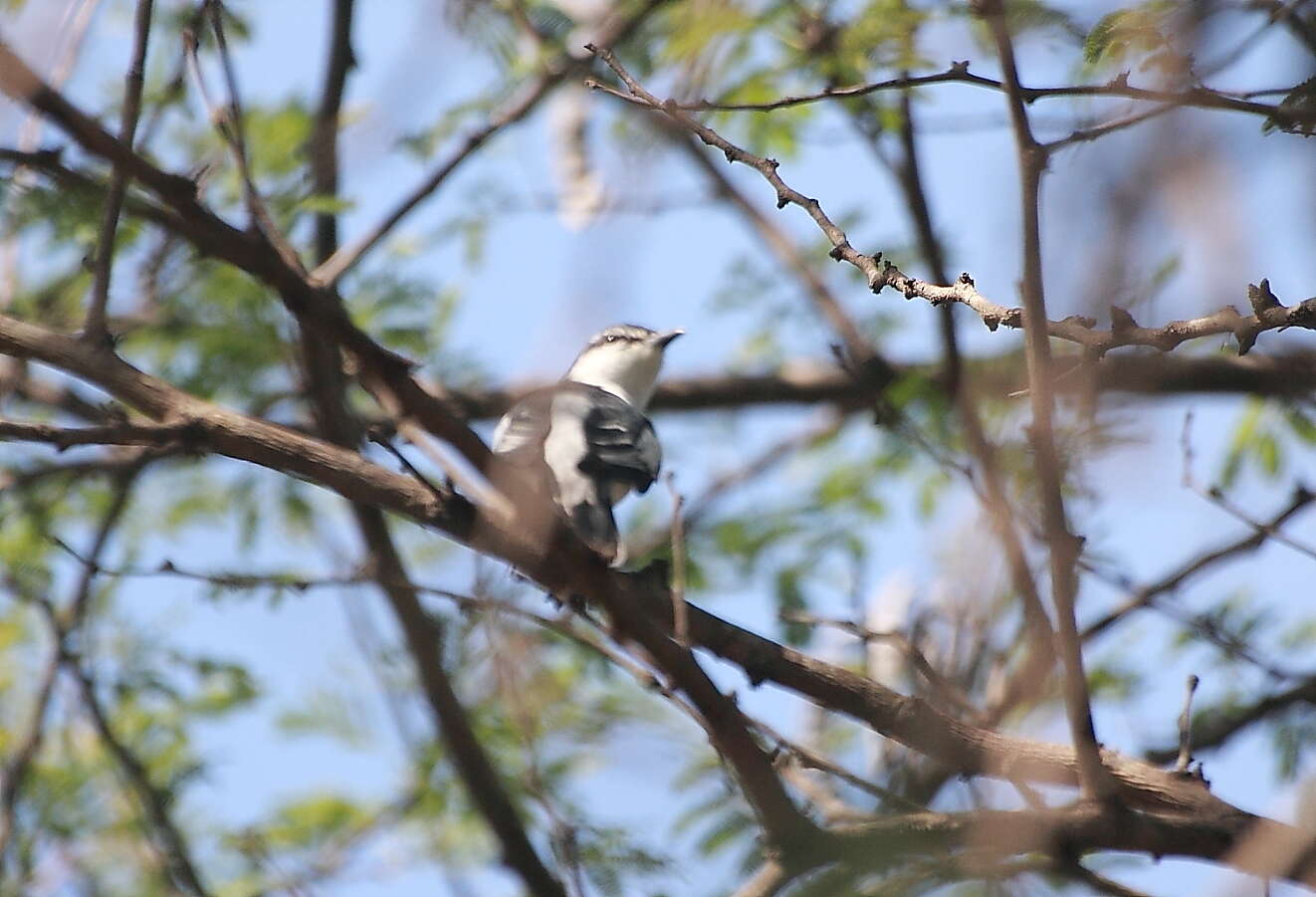 Image of White-shouldered Triller