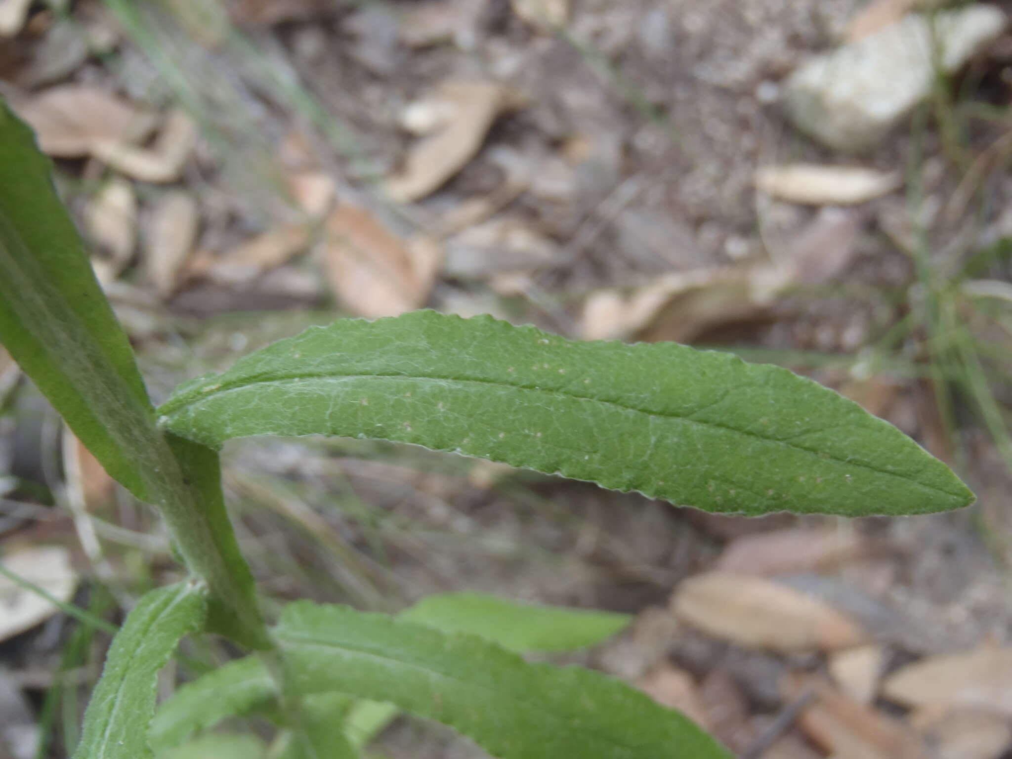 Image de Pseudognaphalium pringlei (A. Gray) A. A. Anderberg