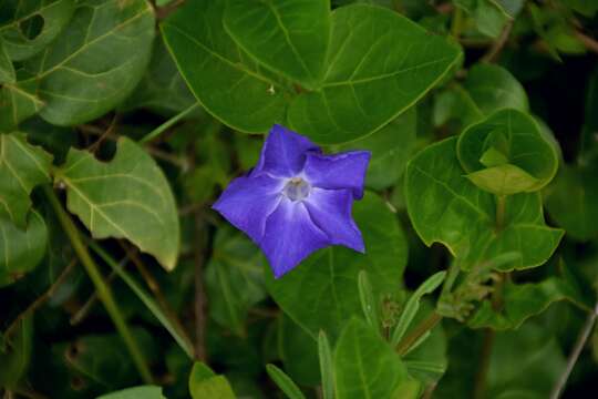 Image of Greater Periwinkle