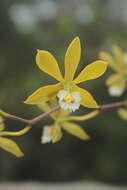 Image of Encyclia ceratistes (Lindl.) Schltr.