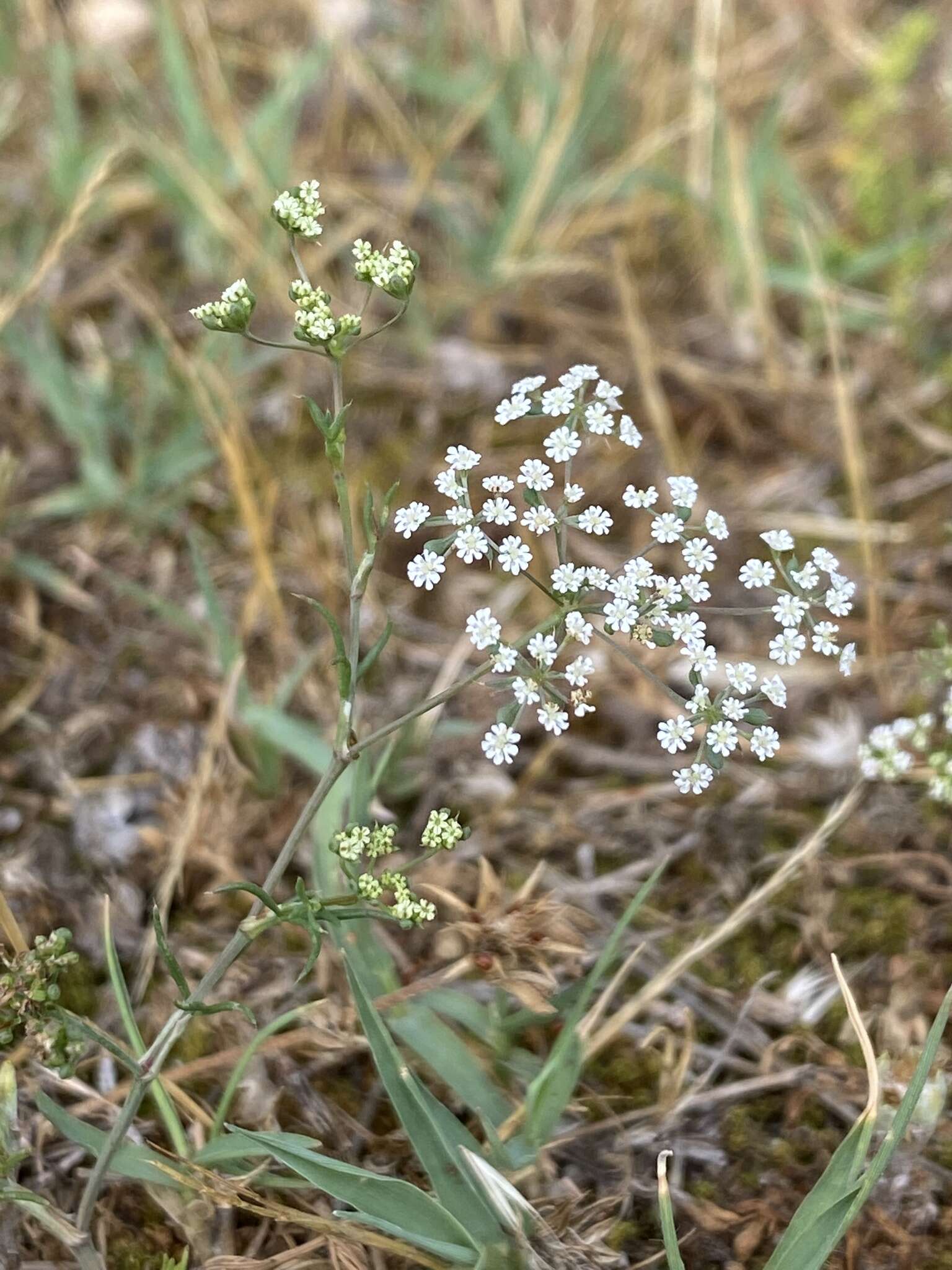 Image of Ammoides pusilla (Brot.) Breistr.