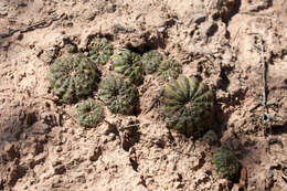 Image of Echinopsis arachnacantha (Buining & F. Ritter) H. Friedrich