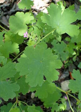 Image of Geranium purpureum Vill.