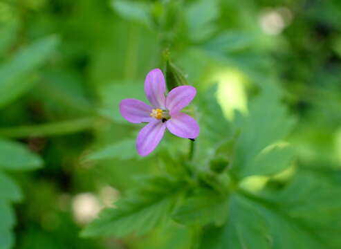 Image of Geranium purpureum Vill.