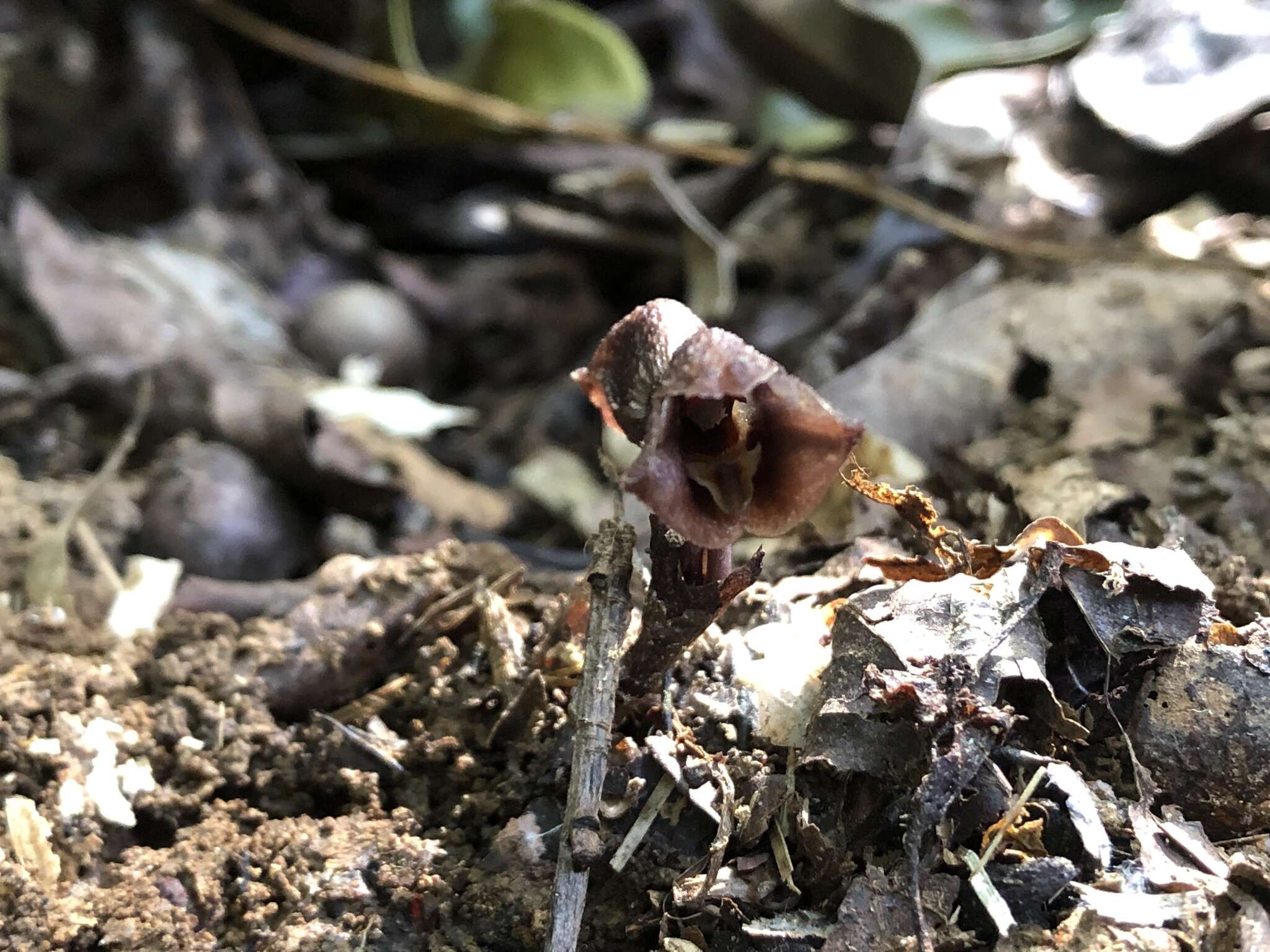 Image of Gastrodia uraiensis T. C. Hsu & C. M. Kuo