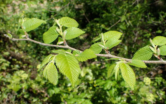 Image of Ulmus minor subsp. canescens (Melville) Browicz & Ziel.