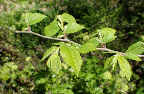 Image of Ulmus minor subsp. canescens (Melville) Browicz & Ziel.