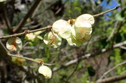 Слика од Ulmus minor subsp. canescens (Melville) Browicz & Ziel.