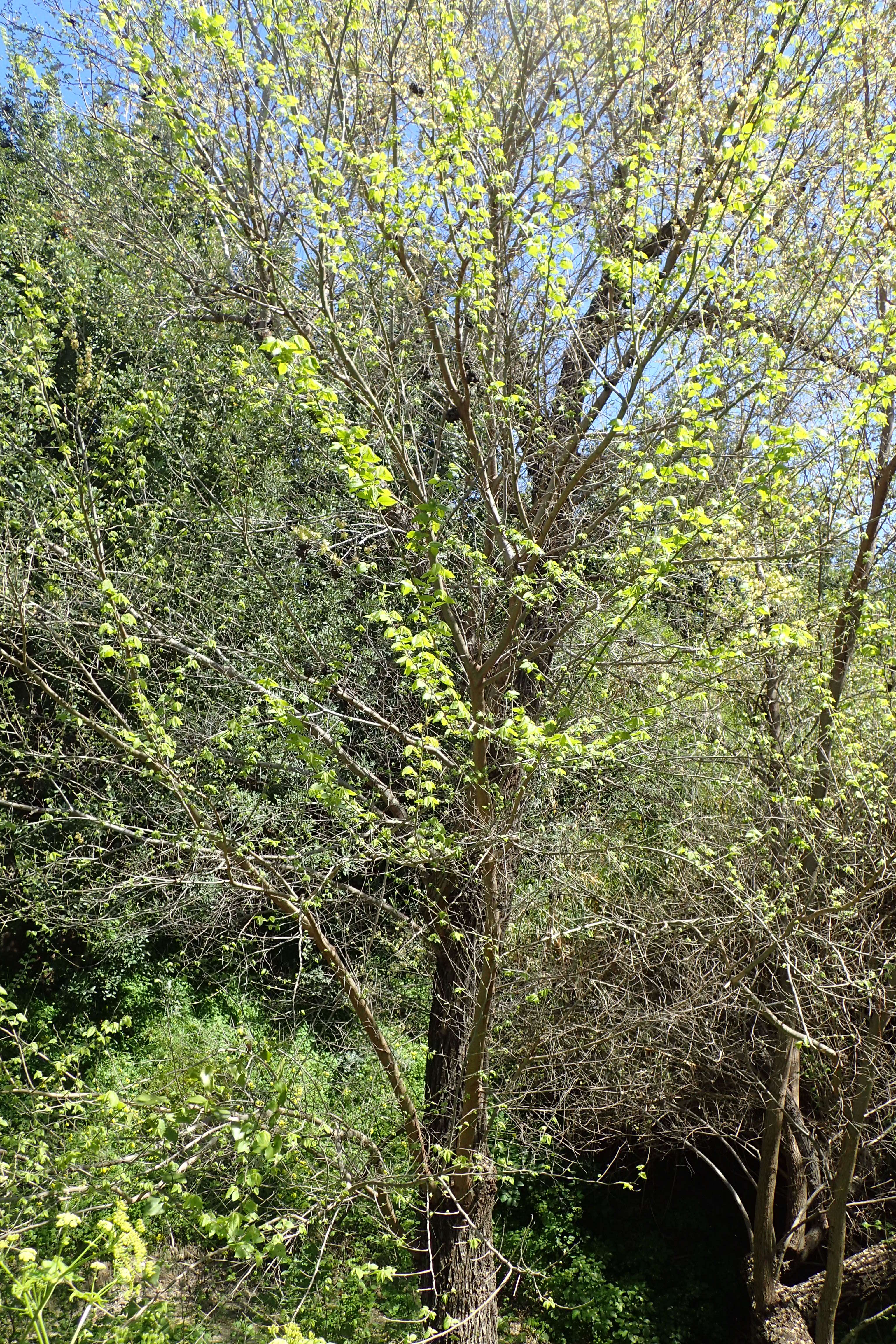 Image of Ulmus minor subsp. canescens (Melville) Browicz & Ziel.