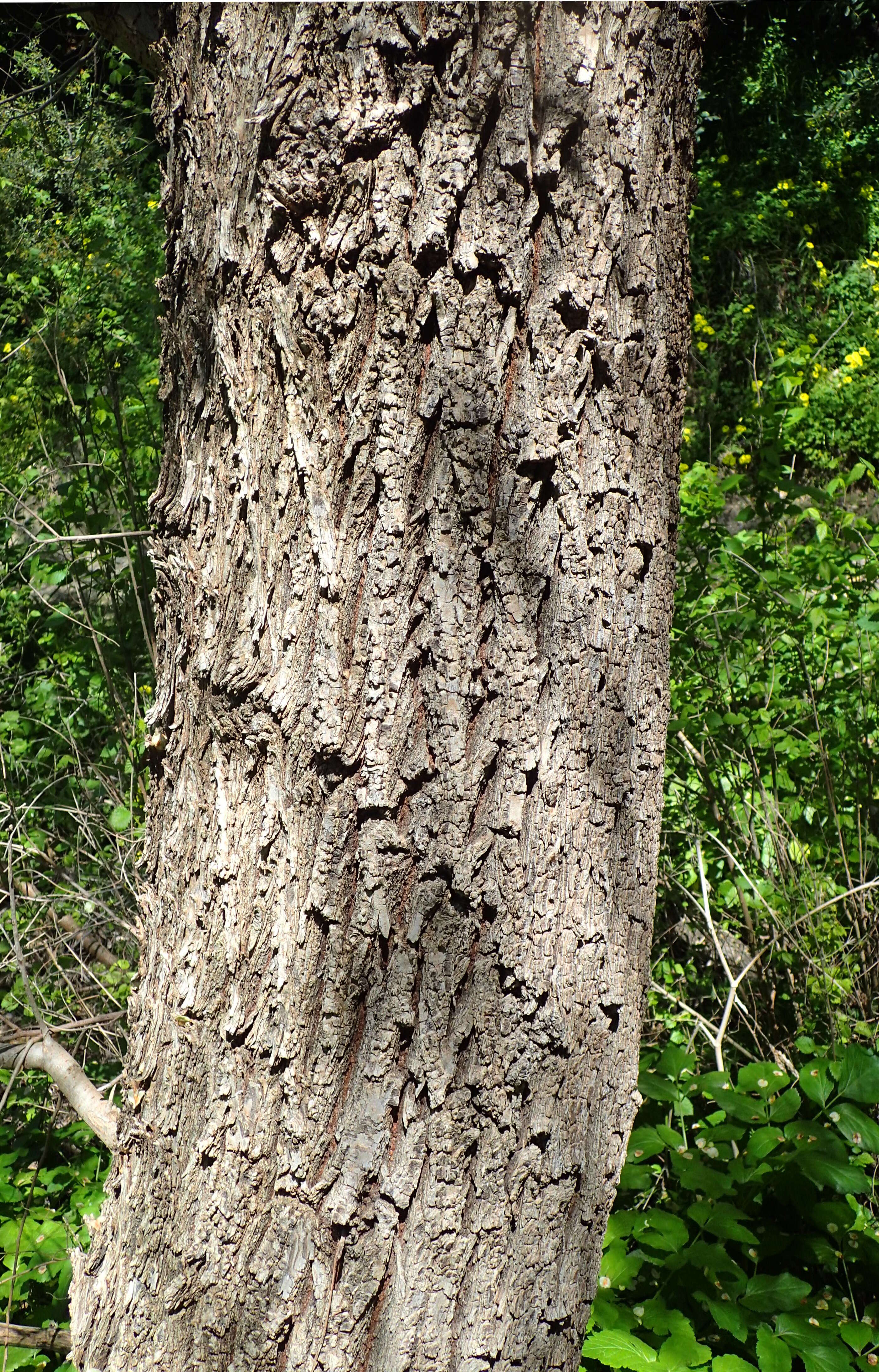 Слика од Ulmus minor subsp. canescens (Melville) Browicz & Ziel.